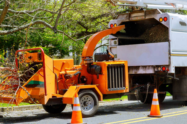 Best Tree Removal Near Me  in Moundville, AL